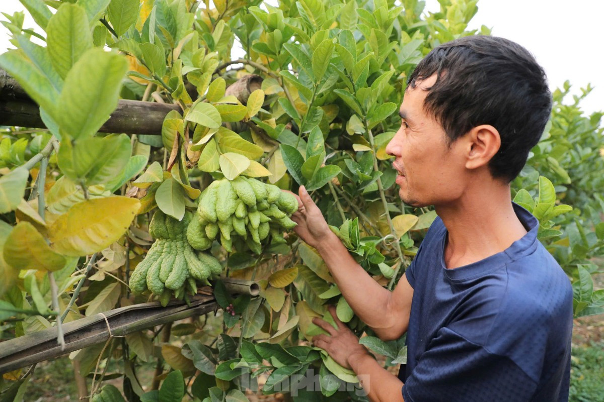 Dẫu vậy, thay vì buông xuôi, người dân nơi đây vẫn kiên trì, nỗ lực vượt qua khó khăn. “Sau lũ, chúng tôi cắt tỉa cành hỏng, xử lý đất, bổ sung phân bón để cây phục hồi. Dù không kịp cho vụ Tết năm nay, nhưng hy vọng cây sẽ khỏe lại và cho nhiều quả vào mùa sau”, anh Lợi cho hay.