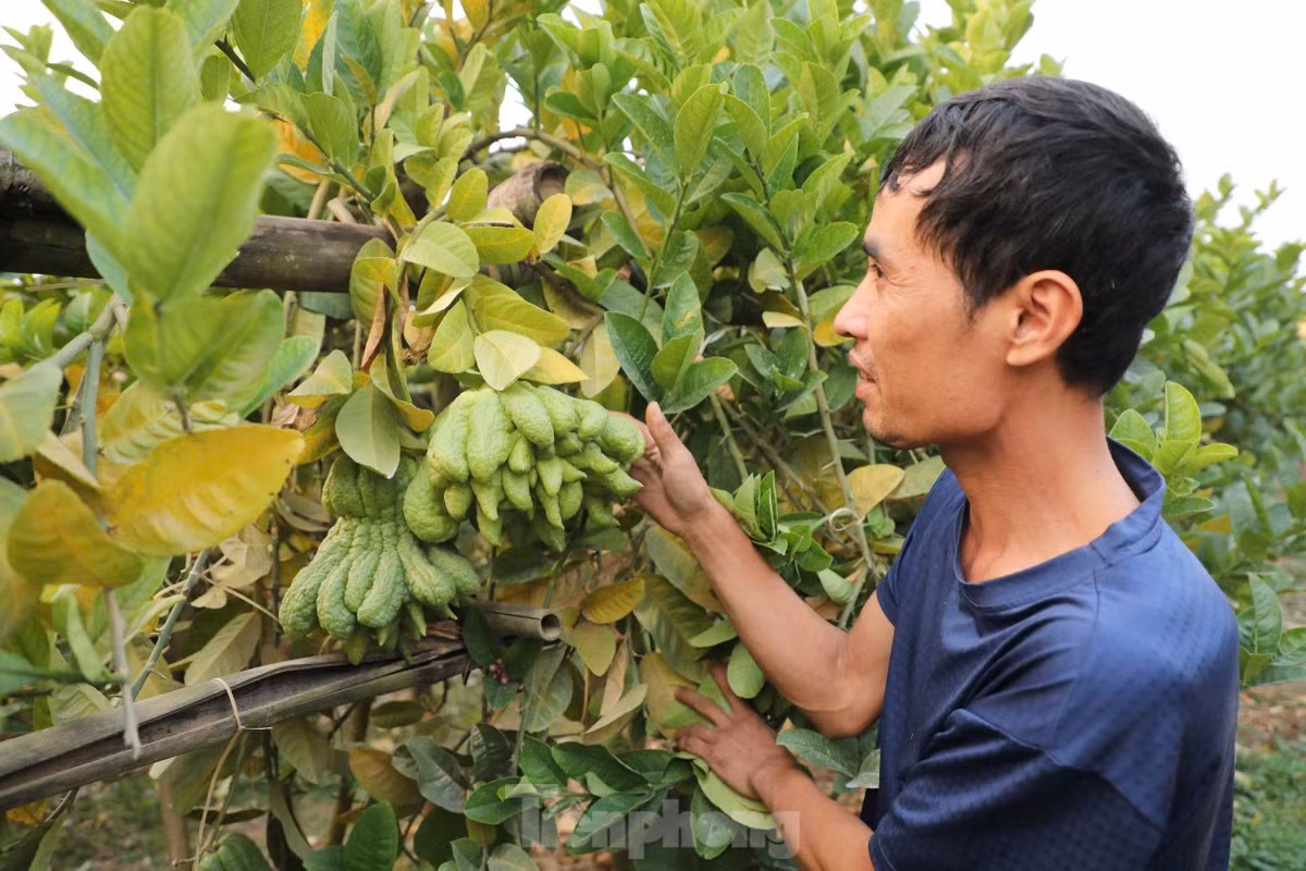 Dẫu vậy, thay vì buông xuôi, người dân nơi đây vẫn kiên trì, nỗ lực vượt qua khó khăn. “Sau lũ, chúng tôi cắt tỉa cành hỏng, xử lý đất, bổ sung phân bón để cây phục hồi. Dù không kịp cho vụ Tết năm nay, nhưng hy vọng cây sẽ khỏe lại và cho nhiều quả vào mùa sau”, anh Lợi cho hay.