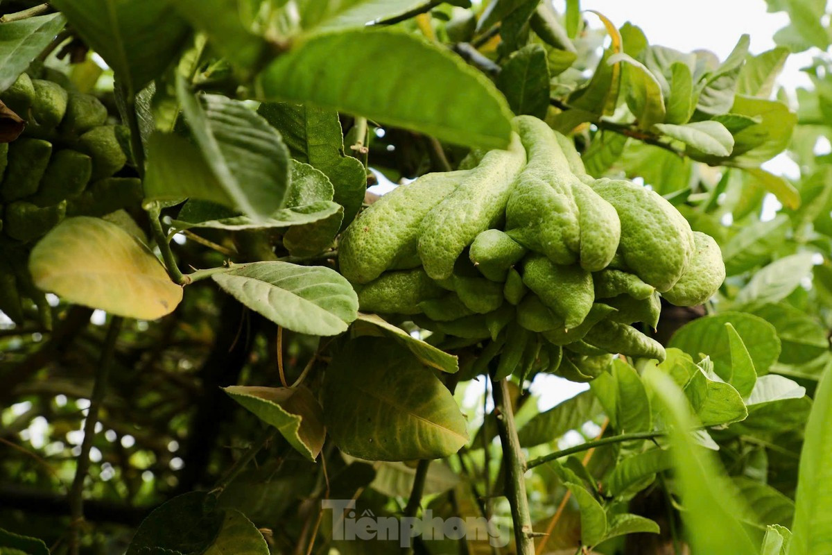 Phật thủ có hình dáng đặc biệt giống bàn tay Phật, được xem là biểu tượng của sự che chở, bảo vệ và mang lại bình an, tài lộc. Để có một quả phật thủ đẹp, cây cần được chăm sóc cẩn thận trong ít nhất 3 năm, từ khâu uốn cành, tỉa cành cho đến điều chỉnh thời điểm ra hoa, kết trái. Năm nay, người dân chỉ có thể dựa vào số quả ít ỏi còn sót lại để bù đắp phần nào thiệt hại.