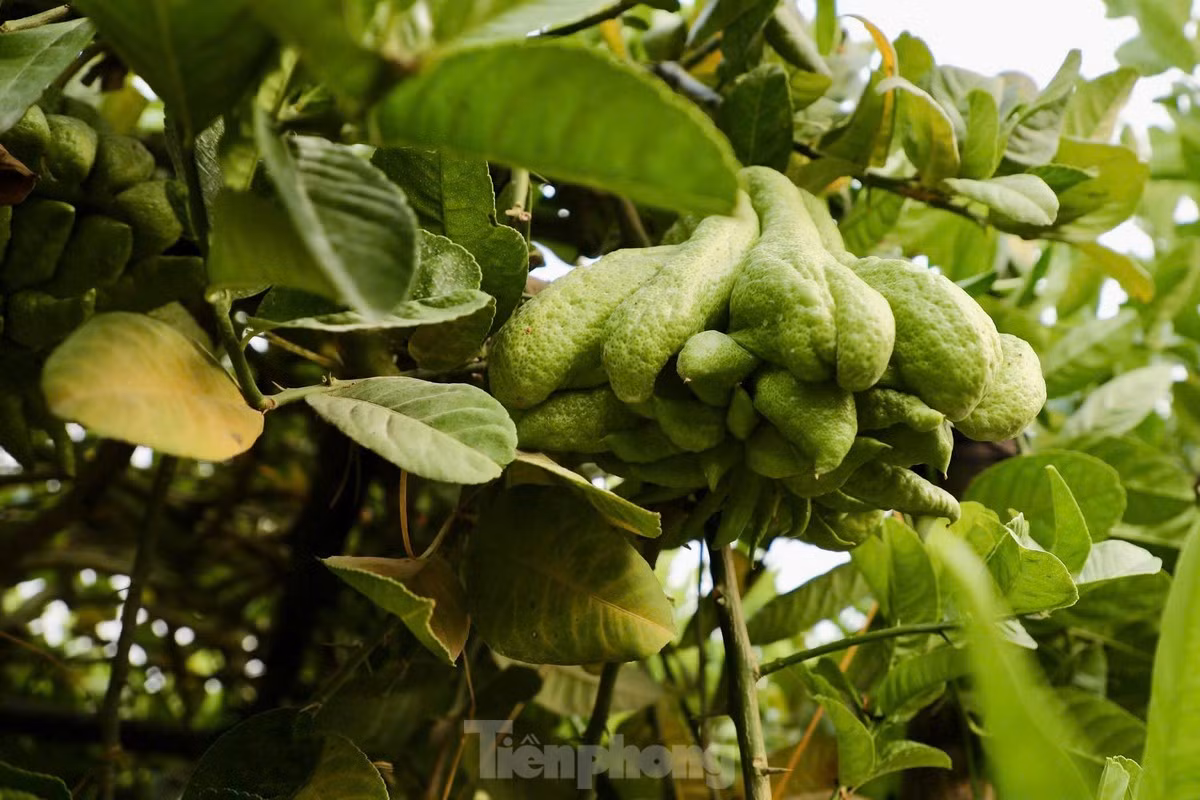 Phật thủ có hình dáng đặc biệt giống bàn tay Phật, được xem là biểu tượng của sự che chở, bảo vệ và mang lại bình an, tài lộc. Để có một quả phật thủ đẹp, cây cần được chăm sóc cẩn thận trong ít nhất 3 năm, từ khâu uốn cành, tỉa cành cho đến điều chỉnh thời điểm ra hoa, kết trái. Năm nay, người dân chỉ có thể dựa vào số quả ít ỏi còn sót lại để bù đắp phần nào thiệt hại.