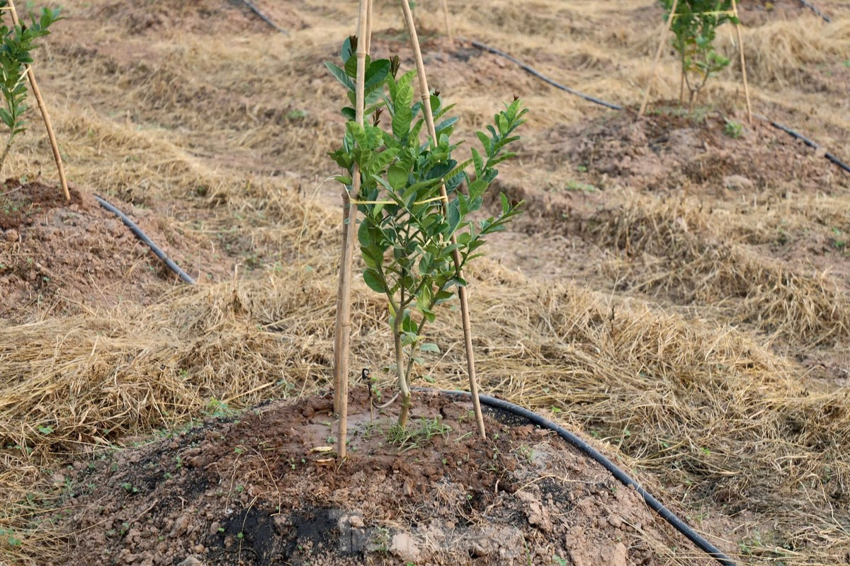 Cơn lũ lịch sử vừa qua đã gây thiệt hại nặng nề cho nhiều xã trồng phật thủ ven sông Hồng. Các xã Hồng Hà, Liên Hồng, Đồng Tháp, nước lũ dâng cao, ngập úng suốt nhiều ngày khiến nhiều vườn phật thủ bị thối rễ và bị huỷ hoại hoàn toàn khiến nguồn cung phật thủ năm nay khan hiếm.
