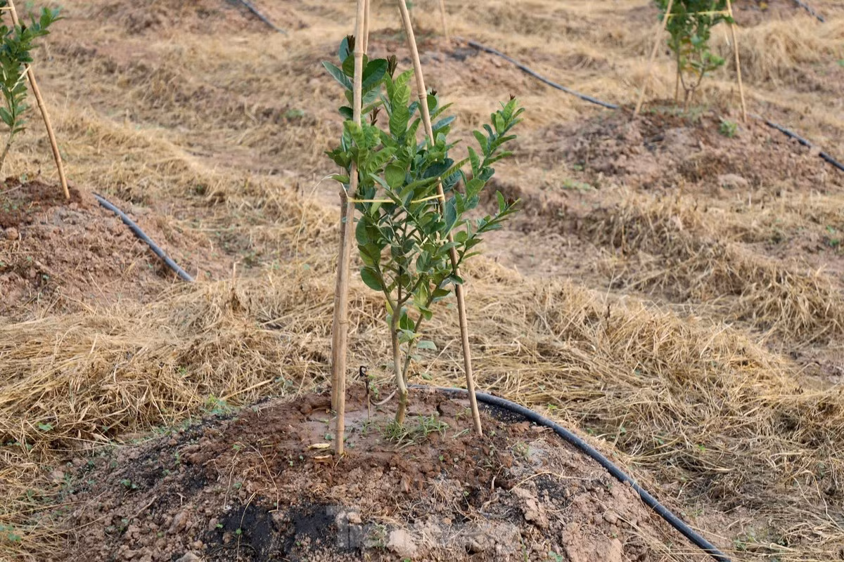 Cơn lũ lịch sử vừa qua đã gây thiệt hại nặng nề cho nhiều xã trồng phật thủ ven sông Hồng. Các xã Hồng Hà, Liên Hồng, Đồng Tháp, nước lũ dâng cao, ngập úng suốt nhiều ngày khiến nhiều vườn phật thủ bị thối rễ và bị huỷ hoại hoàn toàn khiến nguồn cung phật thủ năm nay khan hiếm.