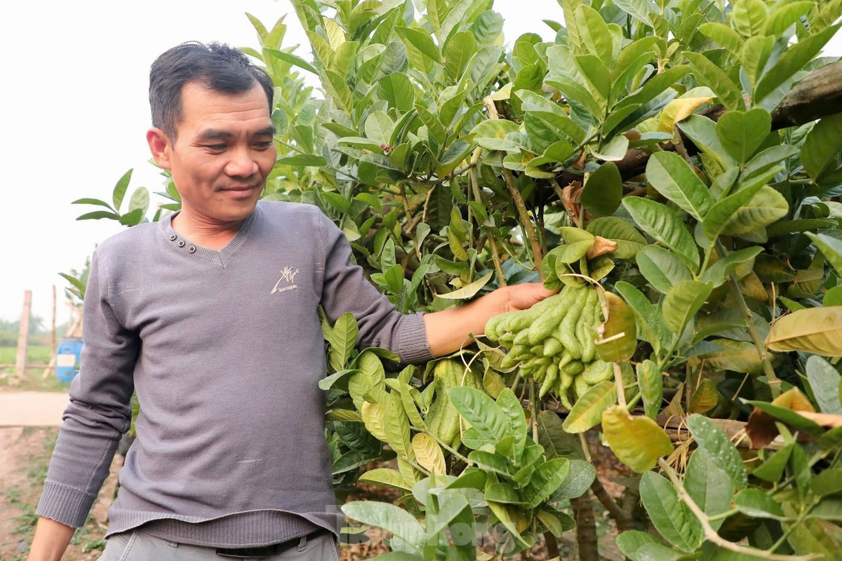 Tương tự, gia đình anh Nguyễn Tài Chiến, một nông dân khác tại xã Trung Châu, cũng chịu thiệt hại nặng nề. Gia đình anh trồng 500 cây phật thủ, trong đó 100 cây đã chết hẳn, tổng số quả còn khoảng 10% sống để bán hàng Tết. “Phật thủ là loại cây khó tính, nhưng nếu chăm sóc đúng cách, cây vẫn phục hồi tốt và cho nhiều quả. Tôi tin rằng với sự chăm chút cẩn thận, mùa vụ tới người nông dân sẽ được bù đắp cho những thiệt hại năm nay”, anh Chiến nói.