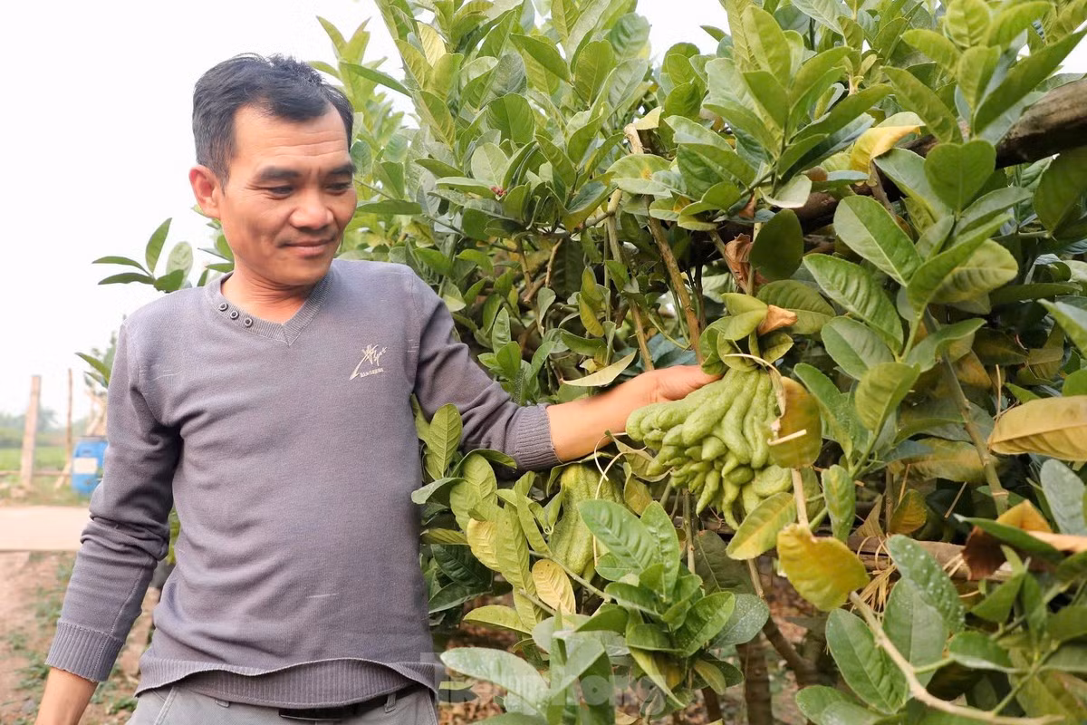 Tương tự, gia đình anh Nguyễn Tài Chiến, một nông dân khác tại xã Trung Châu, cũng chịu thiệt hại nặng nề. Gia đình anh trồng 500 cây phật thủ, trong đó 100 cây đã chết hẳn, tổng số quả còn khoảng 10% sống để bán hàng Tết. “Phật thủ là loại cây khó tính, nhưng nếu chăm sóc đúng cách, cây vẫn phục hồi tốt và cho nhiều quả. Tôi tin rằng với sự chăm chút cẩn thận, mùa vụ tới người nông dân sẽ được bù đắp cho những thiệt hại năm nay”, anh Chiến nói.