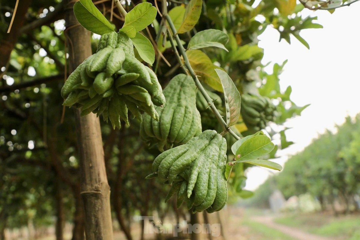 Việc khôi phục vườn phật thủ sau bão đòi hỏi rất nhiều công sức và chi phí. Người dân phải tiến hành nhiều công đoạn và thời gian để cải tạo cây.