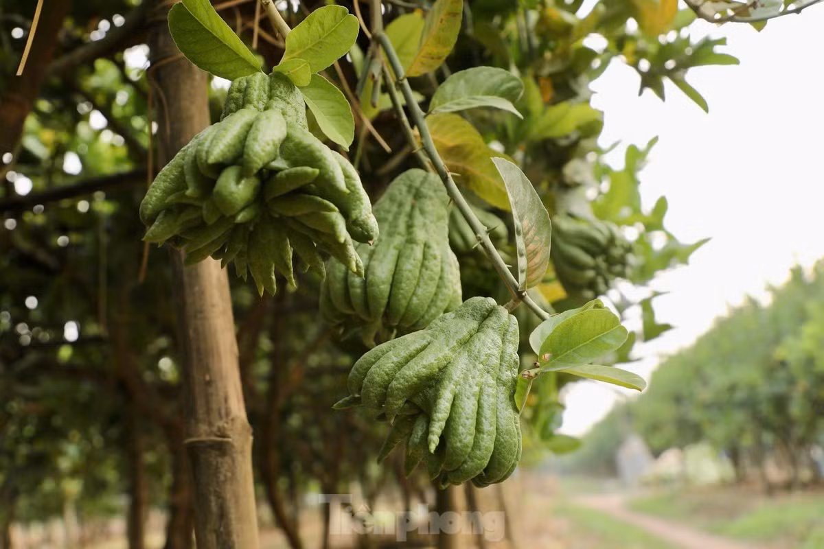 Việc khôi phục vườn phật thủ sau bão đòi hỏi rất nhiều công sức và chi phí. Người dân phải tiến hành nhiều công đoạn và thời gian để cải tạo cây.