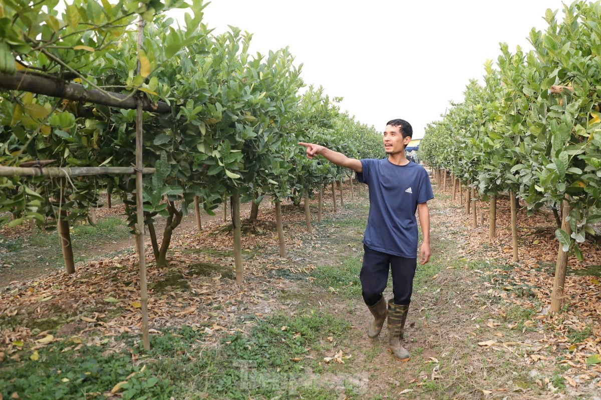 Anh Tạ Đăng Lợi, một hộ dân trồng phật thủ lâu năm tại xã Trung Châu cho biết, gia đình anh sở hữu 300 gốc phật thủ trên một mẫu đất. Cơn bão lũ vừa qua đã gây thiệt hại lớn cho gia đình anh. “10% số cây trong vườn tôi chết hẳn, trong khi 90% số cây còn lại gần như hỏng hết quả. Mỗi năm, vào vụ Tết, tôi thu về khoảng 500 triệu đồng, nhưng năm nay may mắn lắm mới thu được 50 triệu đồng”, anh Lợi chia sẻ.