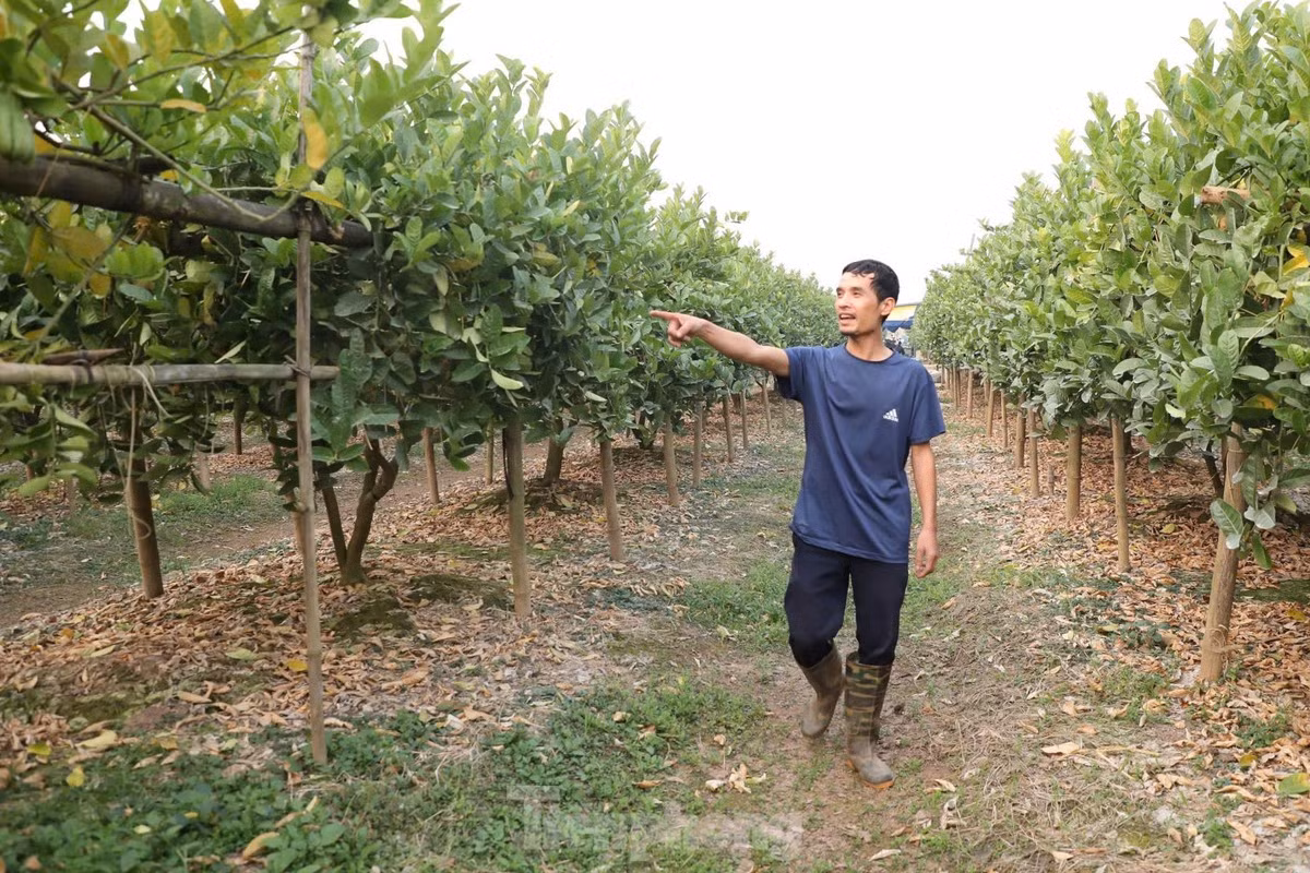 Anh Tạ Đăng Lợi, một hộ dân trồng phật thủ lâu năm tại xã Trung Châu cho biết, gia đình anh sở hữu 300 gốc phật thủ trên một mẫu đất. Cơn bão lũ vừa qua đã gây thiệt hại lớn cho gia đình anh. “10% số cây trong vườn tôi chết hẳn, trong khi 90% số cây còn lại gần như hỏng hết quả. Mỗi năm, vào vụ Tết, tôi thu về khoảng 500 triệu đồng, nhưng năm nay may mắn lắm mới thu được 50 triệu đồng”, anh Lợi chia sẻ.