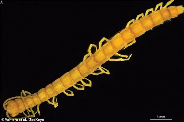 Phat hien thay ret “quai vat” song o dia nguc doi thuc