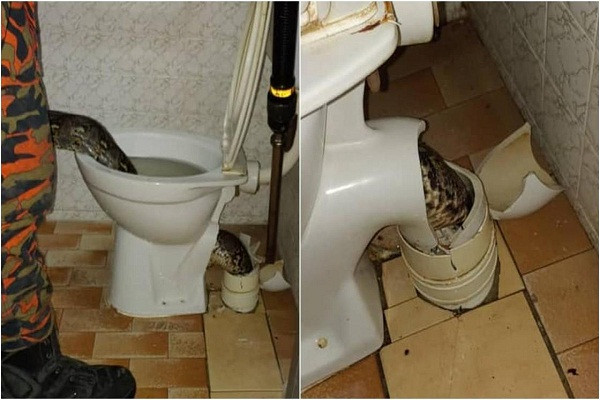 Ta hoa phat hien tran dai 3,6 met chui len tu bon cau