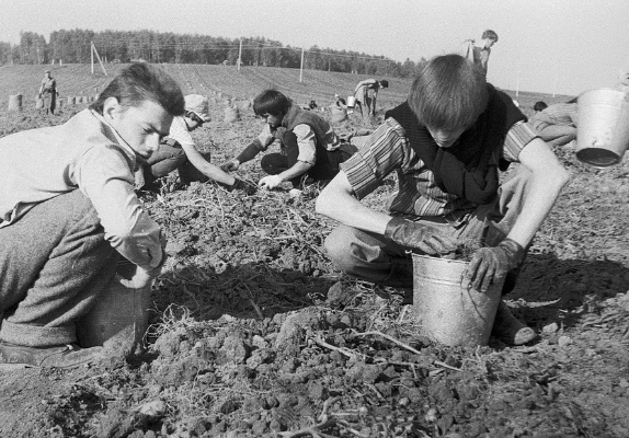 Các sinh viên thu hoạch khoai tây trên cánh đồng.