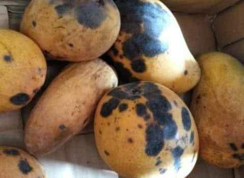 Xoai noi gan den chung to dieu gi, an co hai suc khoe khong?-Hinh-2