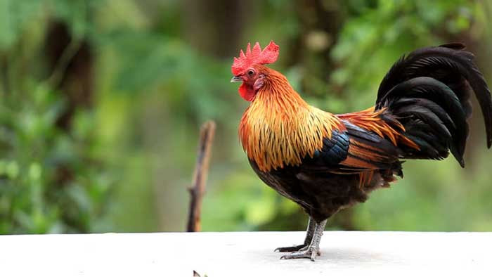 Nhờ chăm chỉ, nỗ lực, năng lực của họ không ngừng nâng cao, có thể thích ứng tốt với hoàn cảnh. Người làm kinh doanh lại gặp được quý nhân nên dễ ký hợp hợp đồng lớn.