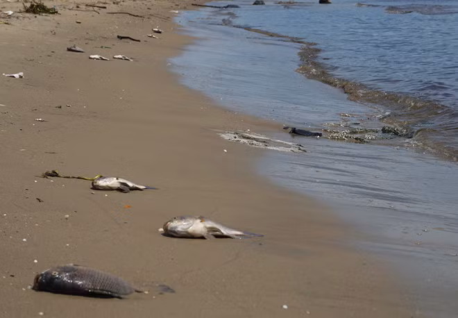 Theo dòng nước, xác cá chảy thẳng ra biển Nguyễn Tất Thành, gây ô nhiễm ngày 9/6. Ảnh: Giáp Hồ.