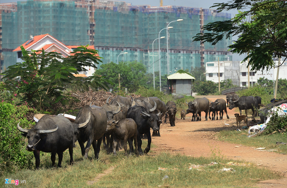 Được quy hoạch là dự án kiểu mẫu, nhưng 15 năm qua, khu dân cư Bắc Rạch Chiếc vẫn dở dang, thậm chí, khu dân cư này còn trở thành nơi chăn nuôi gia súc, trâu bò được chăn thả khắp nơi. Ảnh: Zing.