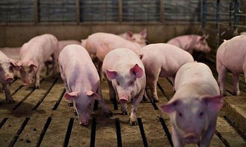 Gia thit heo hom nay 21/6/2020: Ca nuoc tren da giam manh