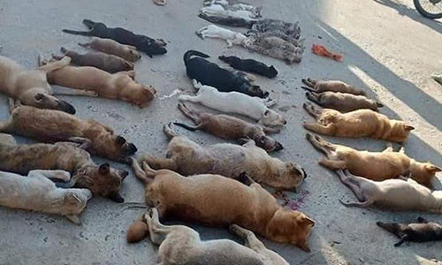 An thit cho, meo bi danh ba bang chat doc Xyanua rat nguy hiem suc khoe