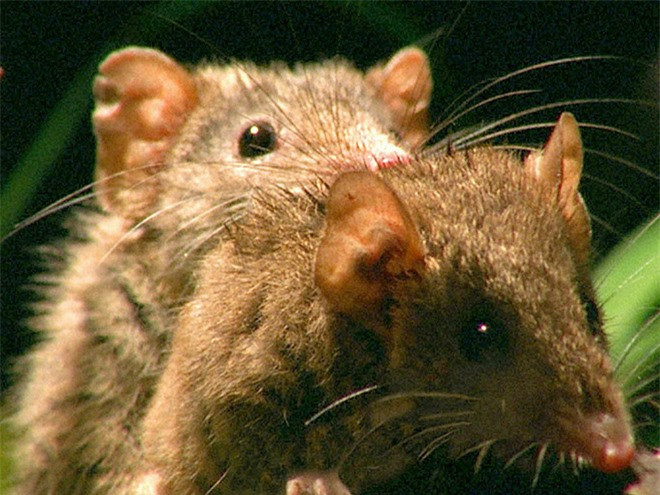 5 loai dong vat “lam chuyen ay” bat mang va het minh nhat