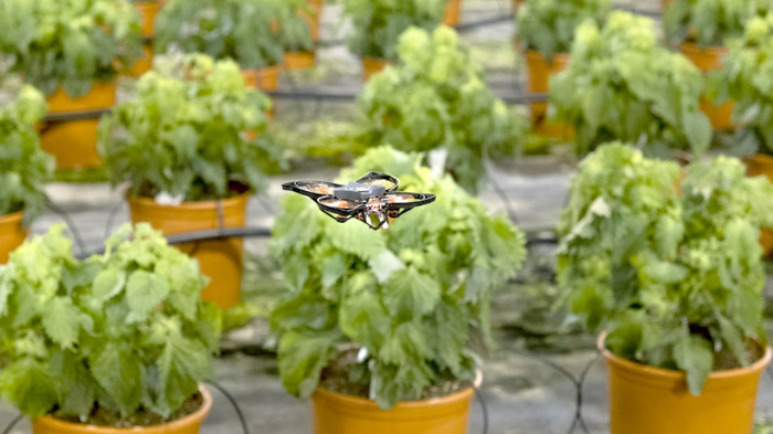 Thu nghiem may bay khong nguoi lai diet con trung