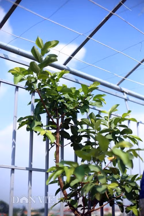 Các loại trái cây thông dụng như ổi, khế sạch... cũng góp mặt trong khu vườn trên sân thượng này