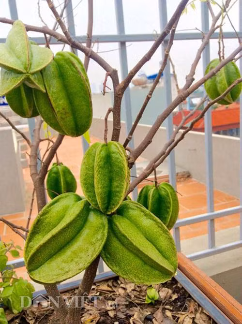 Bất ngờ nhất là cây khế nhỏ ở một góc vườn nhưng cho rất nhiều quả