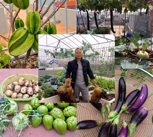 Vuon cay trai triu gian tren san thuong cua ong bo Thu do