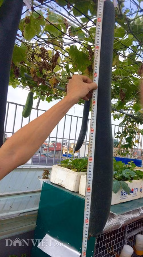 Bí đao với độ dài "khủng" trong khu vườn