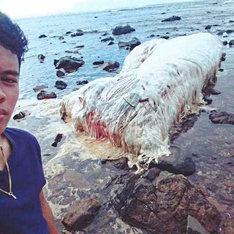 Bi an diem xau khi “quai vat bien” lien tiep dat vao bo-Hinh-2