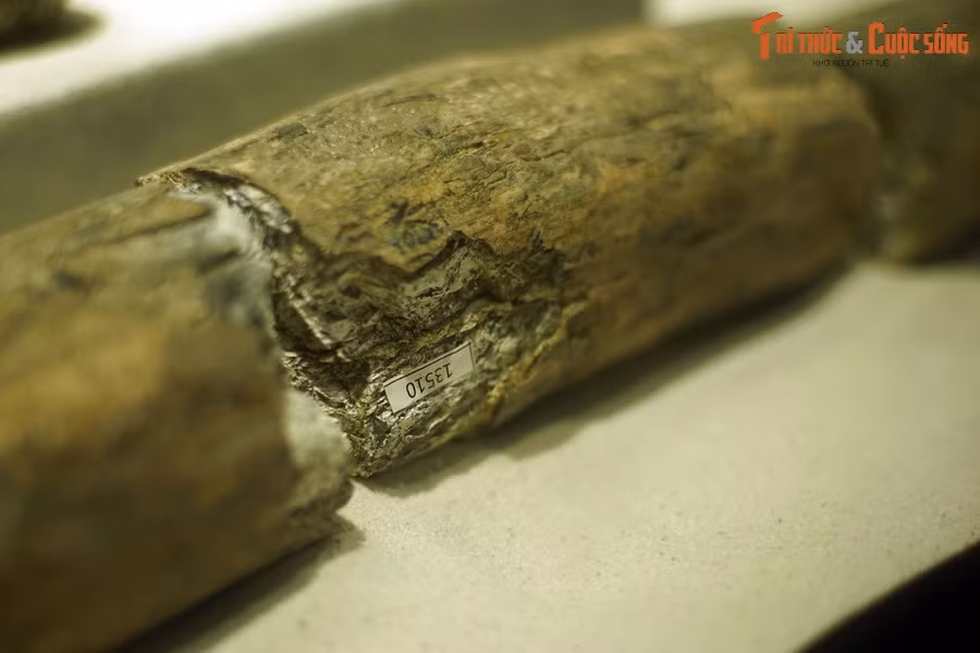 Hóa thạch ngà voi răng kiếm phát hiện tại Indonesia. Có nhiều ý kiến về nguyên nhân tuyệt diệt của loài voi răng kiếm như do hoạt động săn bắn của con người thời đại đồ đá cuối Pleistocene, hoặc loài này đã thất bại trong cạnh tranh sinh thái với voi hiện đại.