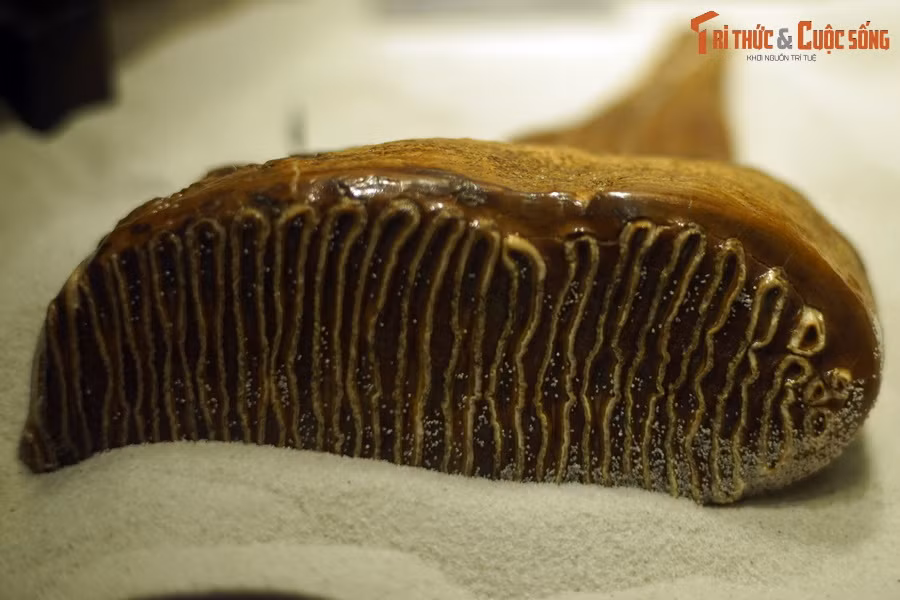 Hóa thạch răng voi ma mút lông, kỷ Pleistocene muộn (70.000-15.000 năm trước), phát hiện tại Darmstadt, Đức. Bề mặt răng nhiều gờ có khả năng nghiền thức ăn rất tốt. Từ hình dạng của răng, các nhà cổ sinh vật học từ lâu đã lí giải voi ma mút là động vật chuyên nghiền nát thực vật.