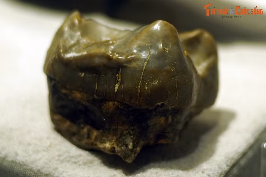 Hóa thạch răng voi cổ Deinotherium, kỷ Miocene, phát hiện tại Bravia, Đức. Theo các nhà nghiên cứu, có thể Deinotherium đã sử dụng cặp ngà của chúng để đào đất, kiếm rễ và củ cây, hoặc dùng ngà để tước vỏ cây một cách hiệu quả hơn.