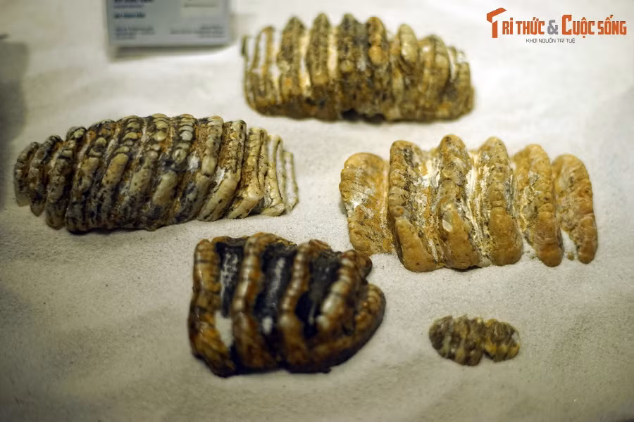 2. Hóa thạch răng voi răng kiếm (Stegodon orientalis), kỷ Pleistocene muộn (40.000-15.000 năm trước), phát hiện tại: Điện Biên, Việt Nam. Voi răng kiếm có hình thái gần giống voi hiện đại ngày nay, nhưng điểm đặc biệt là phần ngà voi rất dài, tới hơn 3 m, gần như bằng chiều dài của cơ thể.