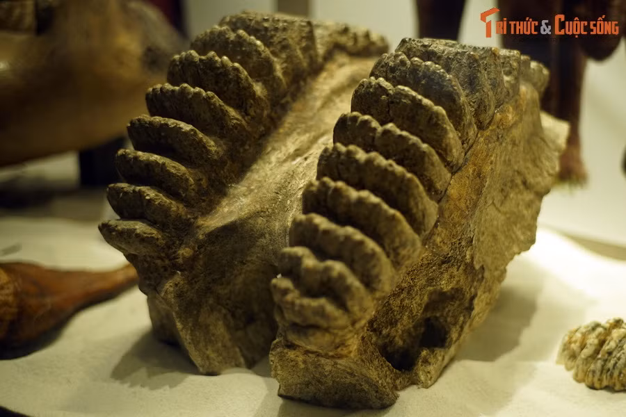 Nghiên cứu gần đây về đồng vị cacbon và oxi trong men răng cho thấy voi châu Á có chế độ ăn linh hoạt hơn so với voi răng kiếm, bởi vậy đây có thể là yếu tố quan trọng để voi châu Á có sự thích ứng tốt hơn với sự thay đổi của điều kiện môi trường.