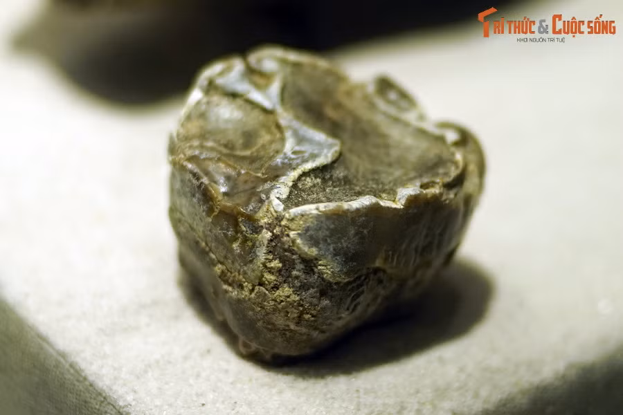 Hóa thạch răng voi cổ Deinotherium, kỷ Miocene, phát hiện tại Bravia, Đức. Nhưng điều khác biệt lớn nhất của Deinotheriumso với tất cả các loại voi khác chính là cặp ngà: Nó mọc từ hàm dưới và quặp xuống phía dưới, chứ không chĩa về phía trước.