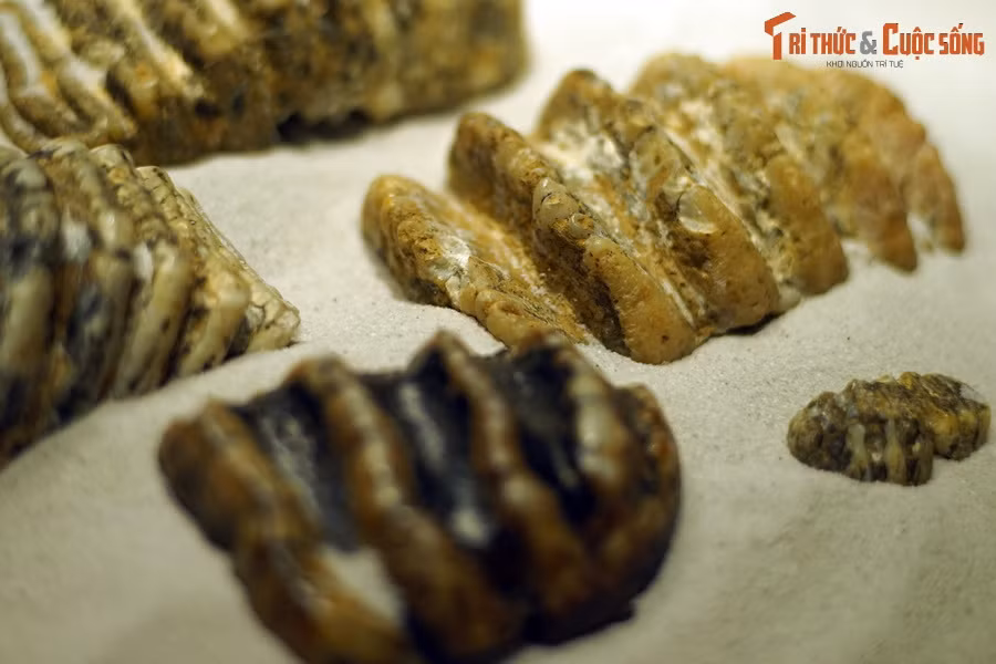 Các gờ trên mặt răng của loài voi này được xếp lớp với nhau dạng mái vòm. Vì vậy mà loài này còn được các nhà khoa học gọi là “voi răng phiến”.