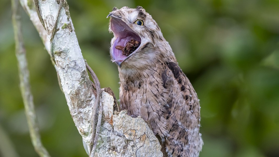 Chúng khá lười, thích "ở không ăn sẵn" nên không thèm xây tổ mà đẻ trứng trong một chỗ trũng trên cành cây hoặc gốc cây mục. Trứng của loài Potoo có màu trắng và những đốm tím nâu, con non sẽ mổ vỏ chui ra sau khoảng 30 ngày ấp.