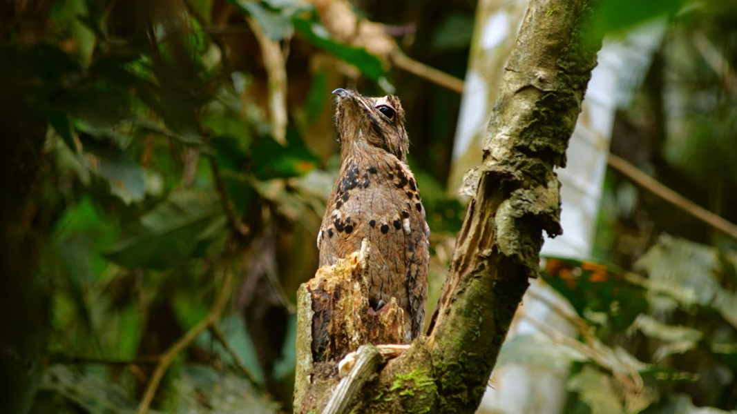 Loài chim như sứ giả địa ngục này có đặc điểm vô cùng nổi bật là đôi mắt tròng vàng to tướng đủ khiến ai cũng xỉu dọc xỉu ngang khi nhìn thấy.