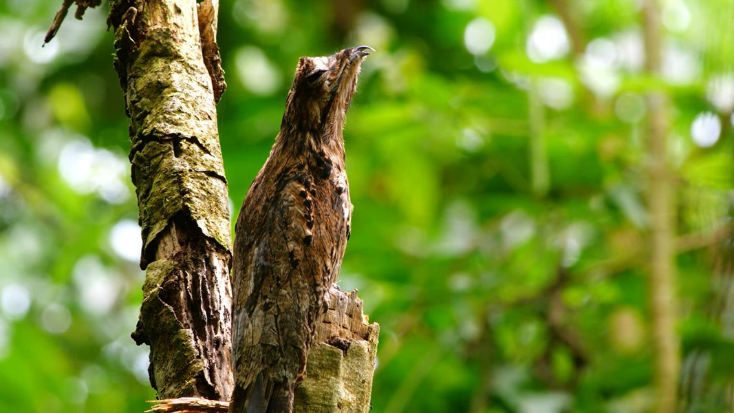 Nếu được một lần tận mắt trông thấy loài chim này ngoài đời thật thì chắc chắn ai cũng sẽ thốt lên: Tại sao mẹ thiên nhiên lại bất công với nó như thế chứ? Vừa có "nhan sắc" xấu như quỷ, lại còn sở hữu tên đọc khá trẹo mồm: chim Potoo.