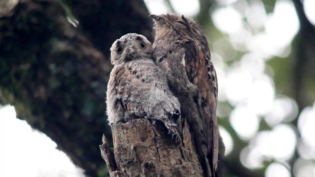 Chim Potoo chủ yếu sống ở phía Bắc của Nam Phi. Cái tên đậm chất "thổ dân" của loài chim kỳ dị này bắt nguồn từ tiếng kêu rên rỉ não nề do chúng phát ra.