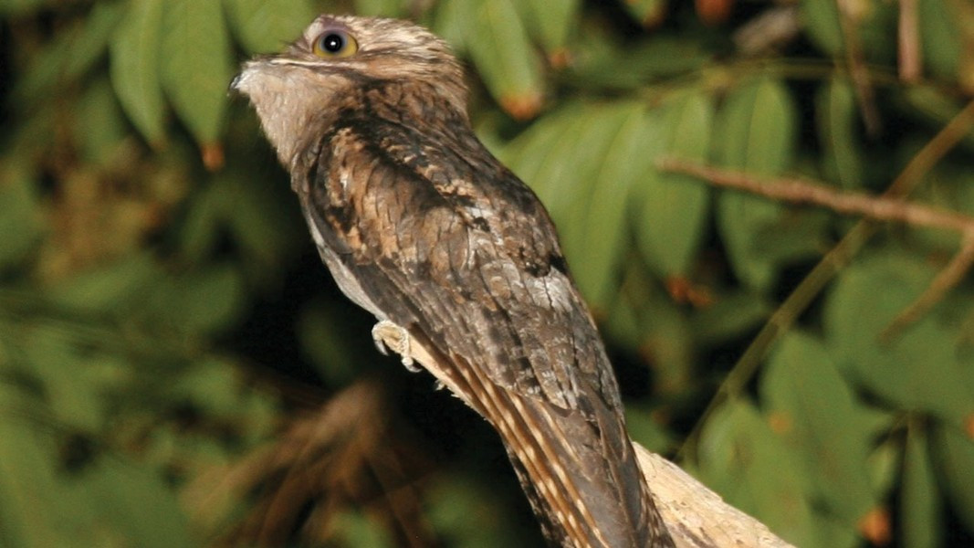 Chim Potoo hoạt động độc lập về đêm, thức ăn của chúng chủ yếu là côn trùng như châu chấu, bọ cánh cứng, đôi khi hứng lên chúng còn bổ sung vào thực đơn cả món dơi nữa.