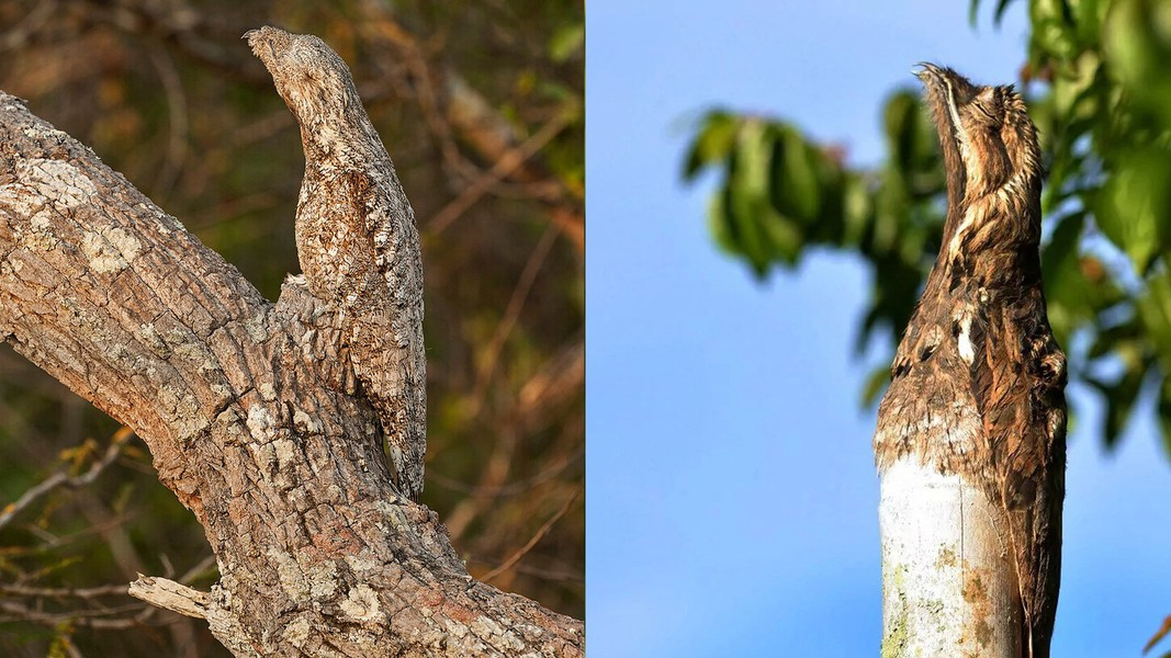 Ban ngày chúng thích đứng bất động trên những cành cây hoặc gốc cây khô, bộ lông màu ghi nâu giống vỏ gỗ xù xì giúp chúng ngụy trang dễ dàng, lẫn với cây cối xung quanh khiến kẻ thù không thể phát hiện được.