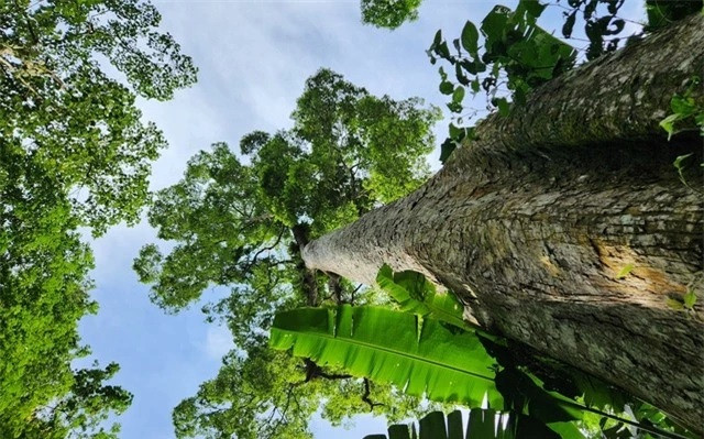 Khám phá rừng Cúc Phương là hành trình trải nghiệm độc đáo, thú vị của mỗi khi du khách về với vùng đất và con người nơi đây