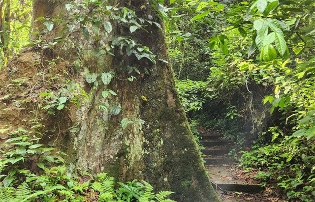 Thân cây đầy dây leo và rêu phủ theo thời gian