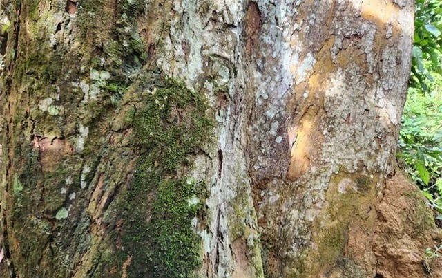 Vườn quốc gia Cúc Phương đã trở nên vô cùng quen thuộc, thân thương với biết bao du khách trong và ngoài nước, đây cũng là vườn quốc gia đầu tiên của Việt Nam