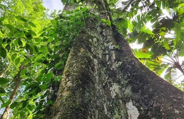 Trải qua ngàn năm tuổi, cây vẫn sừng sững xanh tốt giữa núi rừng