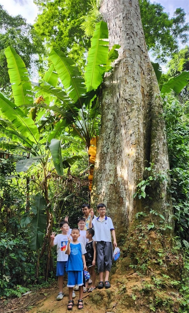 Cây chò chỉ cổ thụ ngàn năm tuổi nằm sâu trong rừng già Cúc Phương và các bạn nhỏ trong hành trình khám phá