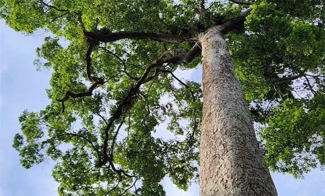 Cây là minh chứng cho hệ sinh thái đa dạng, hiếm có ở nước ta
