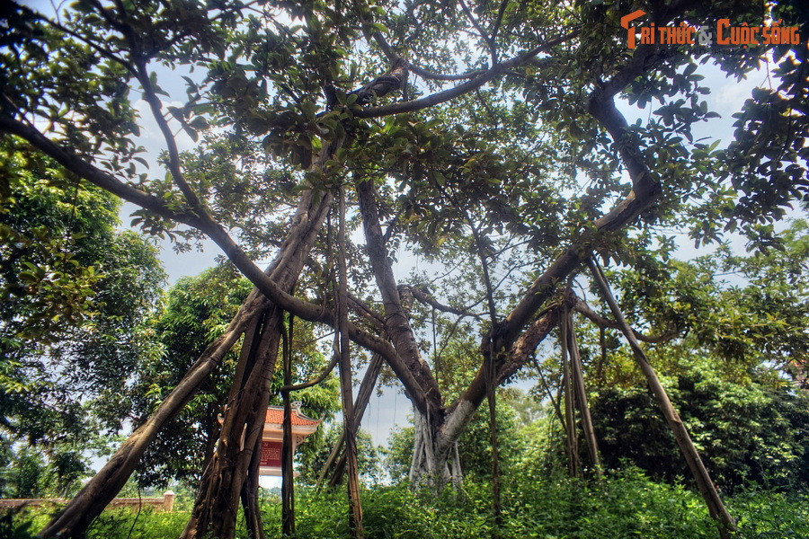 Người căn dặn: “Các cụ, các cô, các chú trồng cây nào, phải trông nom, tưới tắm cây ấy cho thật tốt. Các cháu nhỏ chăn trâu không được làm hư hại cây...”.