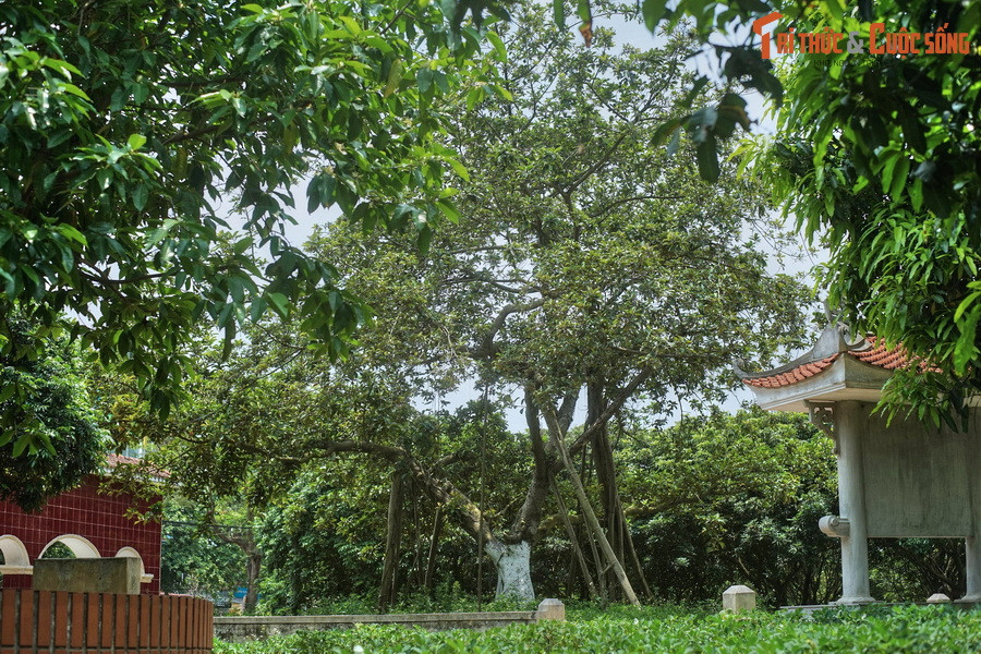 Kể từ đó, Bác Hồ đã trồng nhiều cây đa lưu niệm tại các địa phương khác nhau. Cây đa thứ nhất được người trồng ngày 11/1/1960 tại Công viên Bảy Mẫu (Hà Nội), sau này là Công viên Thống Nhất. Cây đa thứ hai được Bác Hồ trồng ngày 31/1/1965 ở xã Đông Hội, huyện Đông Anh, Hà Nội.