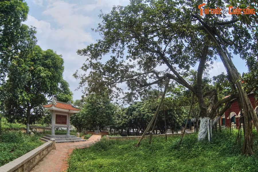 Ở đây bà con đang đào một cái hố rộng. Mọi người mời Bác cùng các cụ già trồng một cây đa. Bác vui vẻ nhận lời. Xem lại cây đa cẩn thận, đặt cây cho thẳng, rồi Bác cùng mọi người xúc đất tốt đắp vào gốc cây.